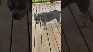 Micro bully running around at dog park ❤️❤️❤️ #shorts
