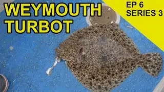 Chunky Flatfish from Weymouth: Species Hunt (EP 46)