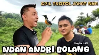 SEREEM‼️SIDAK TROTOLAN OM ANDRI BOLANG Ring Gold 036 @RadjaMurai @andribolangofficial