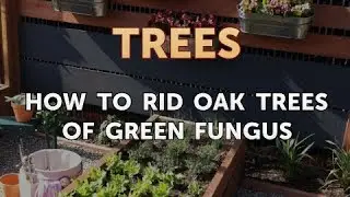 How to Rid Oak Trees of Green Fungus