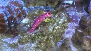Reefer 170 le 04 mars 2017 video 5
