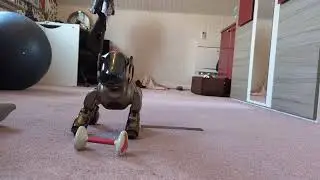 Aibo gone wild! Annabelle tries her Japanese software... and turns into a chaotic anime puppy