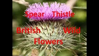 Spear Thistle  Cirsium vulgare Family Asteraceae Identification AKA Scotch or Bull Thiistle