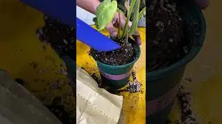 这个土种热植绿植都不错！#龟背竹锦 #热植换盆 #热植 #养花小知识