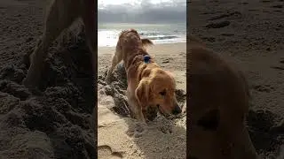 Adorable Dog Digs a Cozy Spot on the Beach