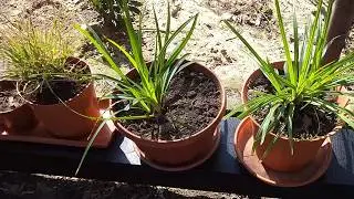 Pierwsze rośliny w moim ogrodzie śródziemnomorskim oraz marzenie o rozmarynowym żywopłocie... 🌸🌿