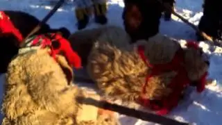 Tradiții și obiceiuri de anul nou( urșii din Gura Văii -Neamț )