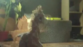 Larry the giraffe episode 2