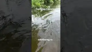 Горбуша Сахалин #сахалин #рыбалка #туризм #fishing #рыба #горбуша