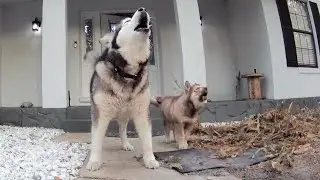 When Tonka Howls, the Whole Pack Answers 🐺💕