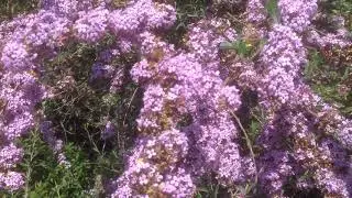 Broad-bordered Bee Hawk Moth