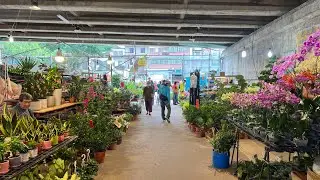 第一次來到的花市 桃園花市 這是一個在天橋下的花市 有什麼東西呢？ 有一個我第一次看到的攤位
