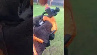 SHARP HARRIS HAWK TALONS CLOSE UP