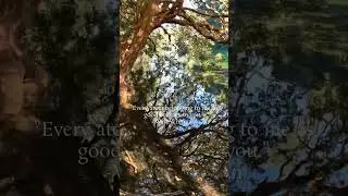 We Are Not Separate From Nature | Psykē - Atomic Love
