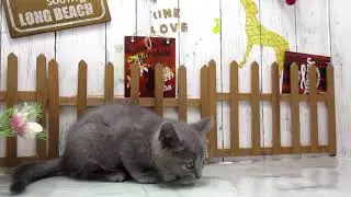 ワンラブ　ペットショップ　名古屋市　177986