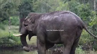 Wild Asian elephant in musth south India #wildanimals #viral #elephant #elephantlovers #kerala