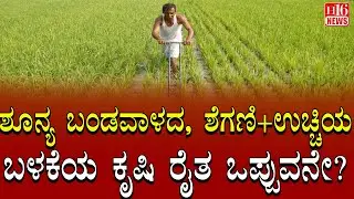Farmers News ಶೂನ್ಯ ಬಂಡವಾಳದ ಶೆಗಣಿ +ಉಚ್ಚಿಯ ಬಳಕೆಯ ಕೃಷಿ ರೈತ ಒಪ್ಪುವನೇ? Will farmers agree to zero-capital