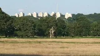 Birds feeding on flying ants