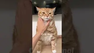 Fluffy Diaries 250 #cat #cute #funny #animals