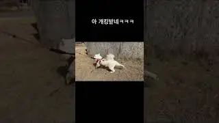 자존감 넘치는 강아지🤣🤣🐾🐶 &ldquo;A dog full of confidence&rdquo; 🐶✨ #강아지영상 #애견영상
