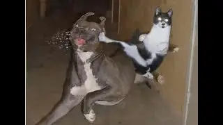 THE BEST CATS VS DOG FIGHTS