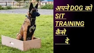 Apne dog ko sit training kase de (how to train your dog to sit ) Dog sit training