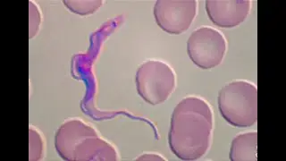 Introduction aux Protozoaires
