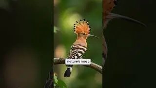 The Hoopoe: Nature's Fascinating Contradiction #hoopoe