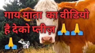 #shorts #shortsvideo #shortsfeed  #animalsshort #cow