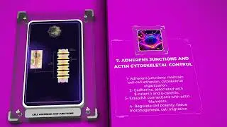 Cell Biology - Cell Adhesion and Junctions
