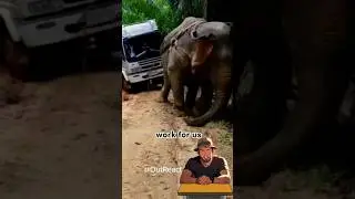 Why its not a good idea to keep Elephants in captivity?