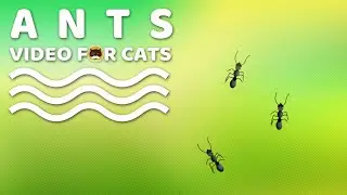 CAT GAMES - ANTS. INSECTS VIDEO FOR CATS | CAT TV.