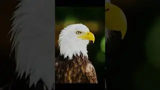 Top 5 most fearless animals in the world