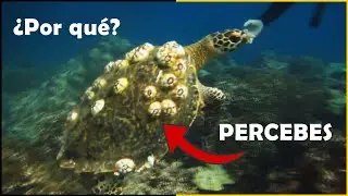 Почему БАРНАКУЛЫ Прилипают к Телу МОРСКИХ ЧЕРЕПАХ? 🐢 Что такое БАРНАКУЛЫ - Quom
