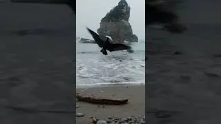 Brookings, Oregon, January 2026 #travel #pacificnorthwest #coastal #fishing #birds