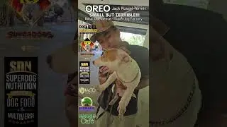 OREO JRT, SMALL BUT TERRIBLE!  Basic Obedience, Superdog Factory