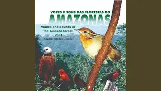 Myiozetetes Cayanensis, Bem-Te-Vizinho-De-Asa-Ferrug&iacute;nea, Rusty-Margined Flycatcher