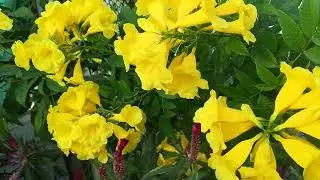 Yellow Tecoma Bloom in Winters