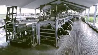 Dakin Dairy Farms - Mayaka City