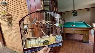 Treinando o Coleiro Para Perder Medo de Pessoas 🐦🔥
