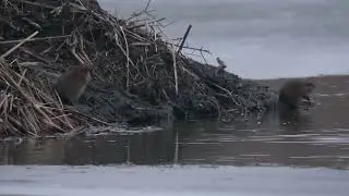 North American Muskrats find a Beaver lodge area an accommodating place to gather
