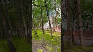 Грибы в Мончегорске пошли!