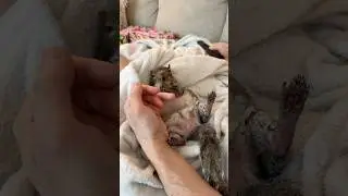 Just a little squirrel, sitting on her Daddy&rsquo;s lap, doing his nails, watching morning TV 🩷
