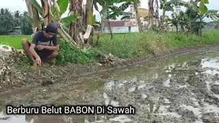 CARA SEDERHANA DAN MUDAH‼️MANCING BELUT BABON DI SAWAH