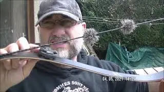 BEAR GRIZZLY