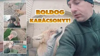 Szöszi róka - Boldog Karácsonyt!