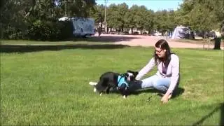 Guinness 7 months old 9/2014