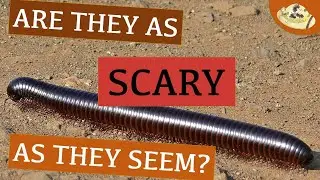 Mysteries of the Millipede: 5 Things You NEED to Know! | Intriguing Invertebrates