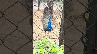 Most Beautiful Peacock Video | Nature Lovers 🌿🦚 #miss sadaf khan #shorts