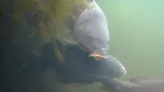 carp underwater - spawning!
